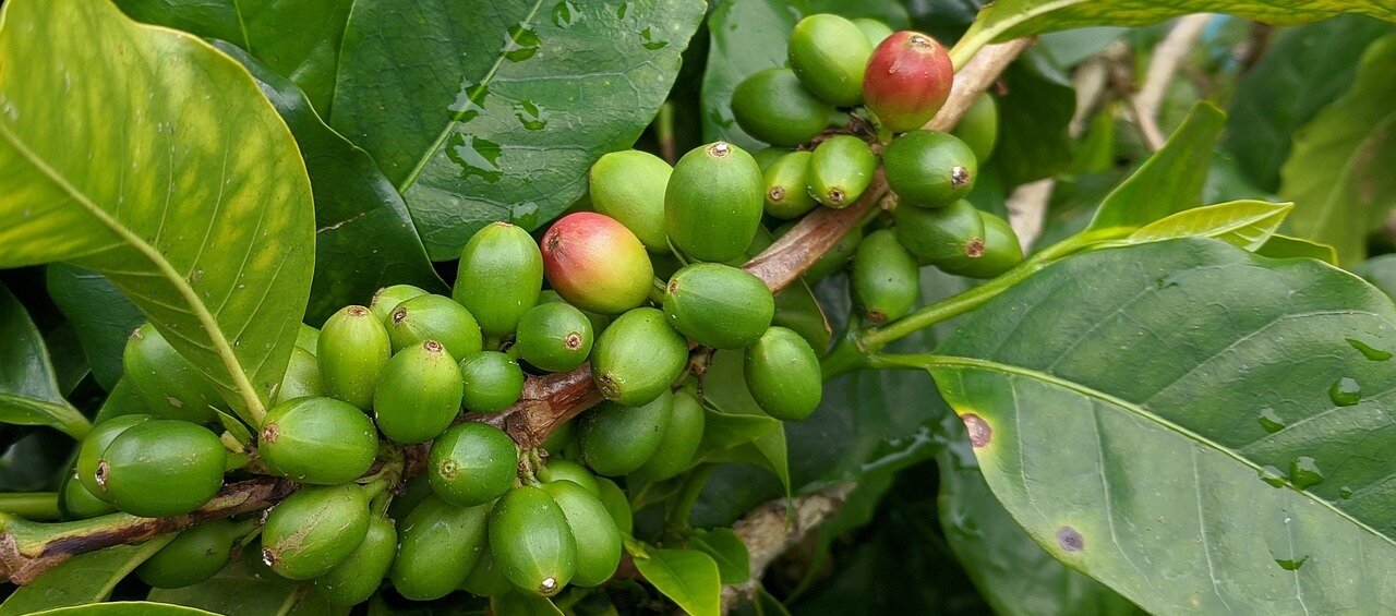 Organic/Biologische koffie